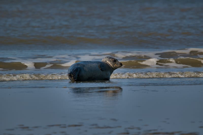 zeehond aan het rusten aan laag waterlijn