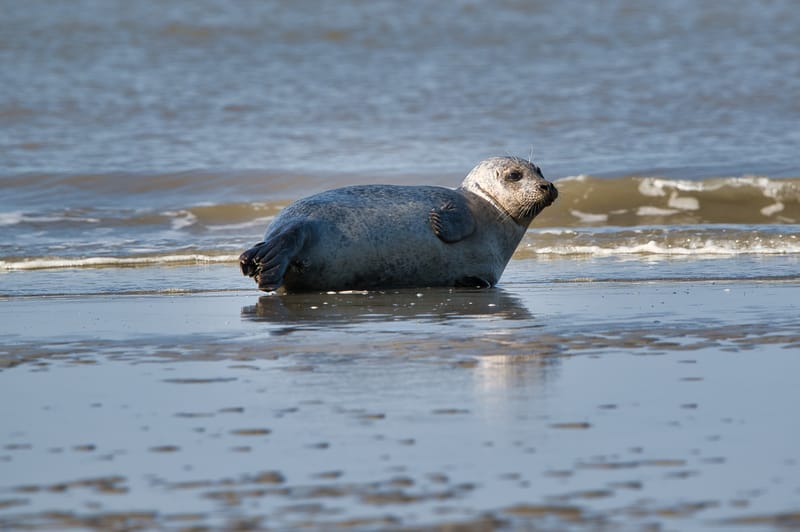 zeehond aan het rusten aan laag waterlijn