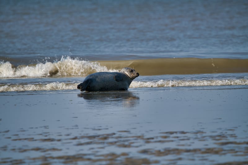 zeehond aan het rusten aan laag waterlijn