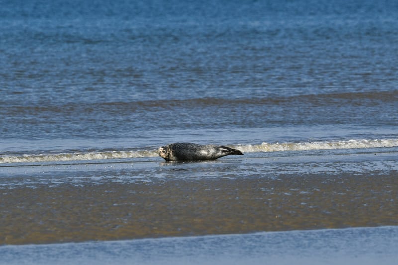 zeehond aan het rusten aan laag waterlijn