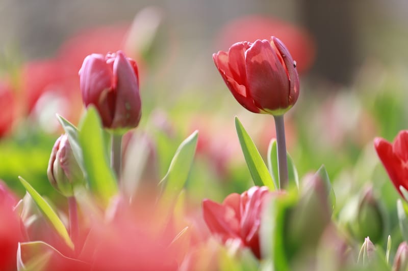 Waarom goede voornemens vaak mislukken en wanneer je ze wél moet maken!