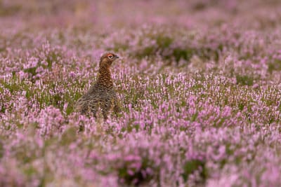 Nature Restoration Law