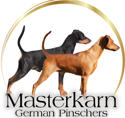 MASTERKARN German PinscherS