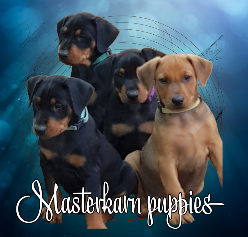 UPCOMING  LITTERS ~ Promoting Show, performance and family dogs.