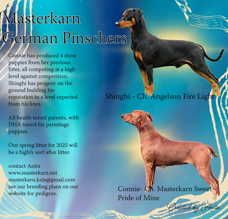 Breeding plans mid 2026 - Connie x Shinghi. Applications are closed for family pets.