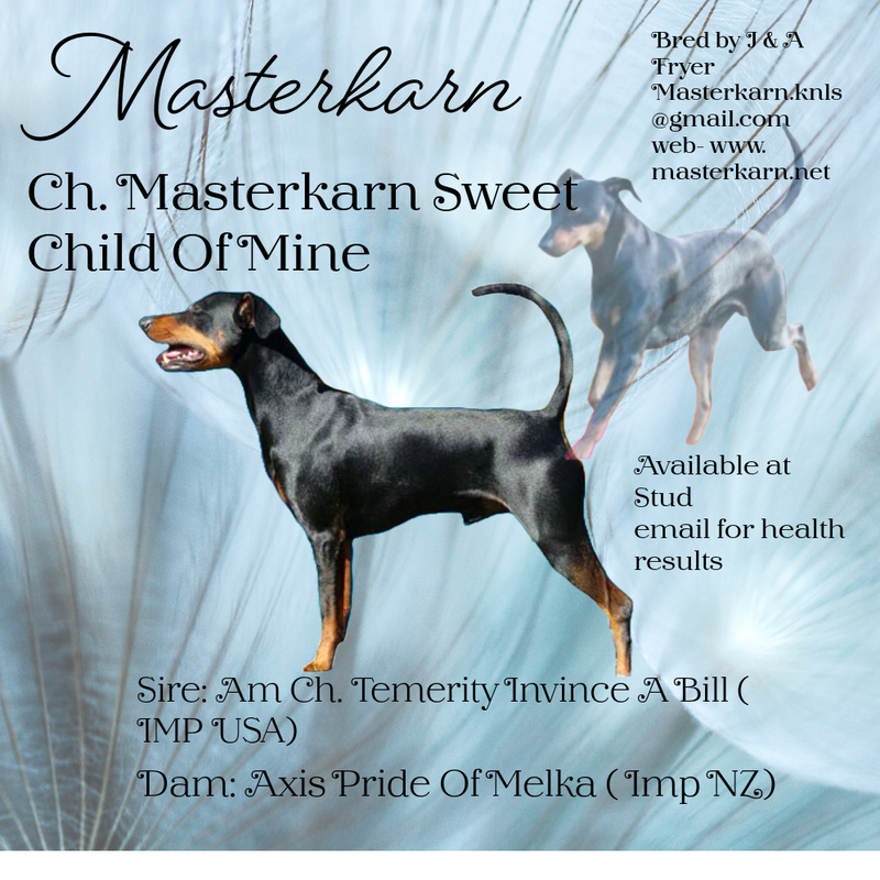 . Au. Ch. Masterkarn Sweet Child Of Mine - CACIB -A2O commenced