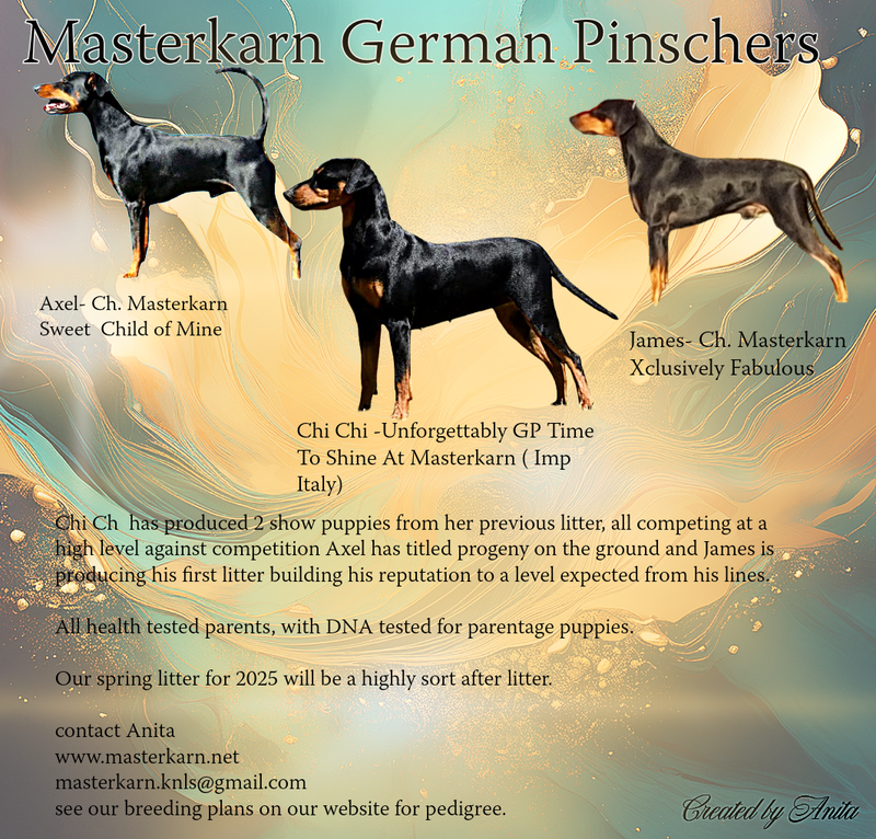 Breeding plans early 2025 - Duel Sired litter James, Axel x  Chi Chi litter - APPLICATIONS OPENED