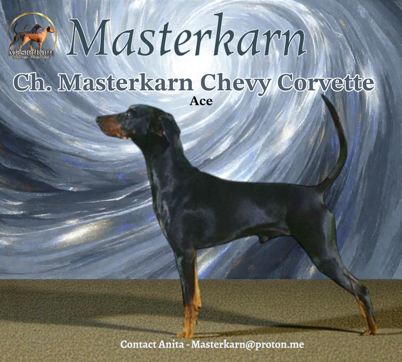 Ch. Masterkarn Chevy Corvette