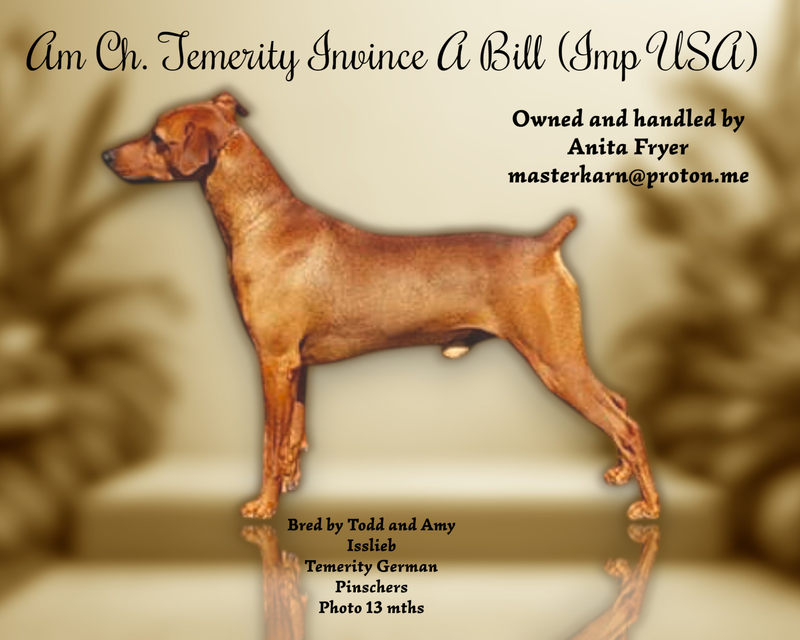 Am Ch Temerity Invince-A-Bill (Imp USA)
