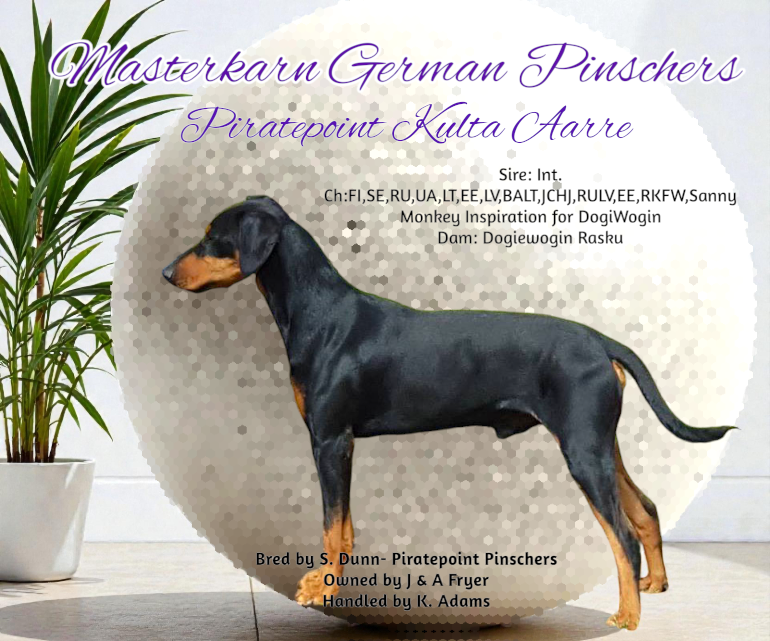 Ch. Piratepoint Kulta Aarre (IID)