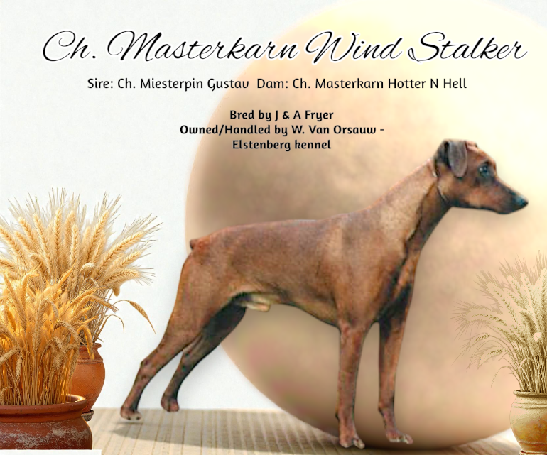 Ch. Masterkarn Wind Stalker