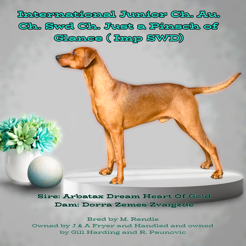 International Junior Ch. Aust. Ch. Swedish Ch. Just A Pinsch of Glance (Imp SWD)