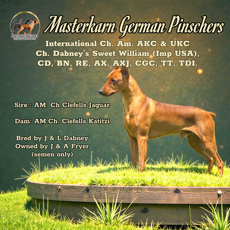 Am Ch. Dabney Sweet William CD, BN, RE, AX, AXJ, TT, TDI, CGC