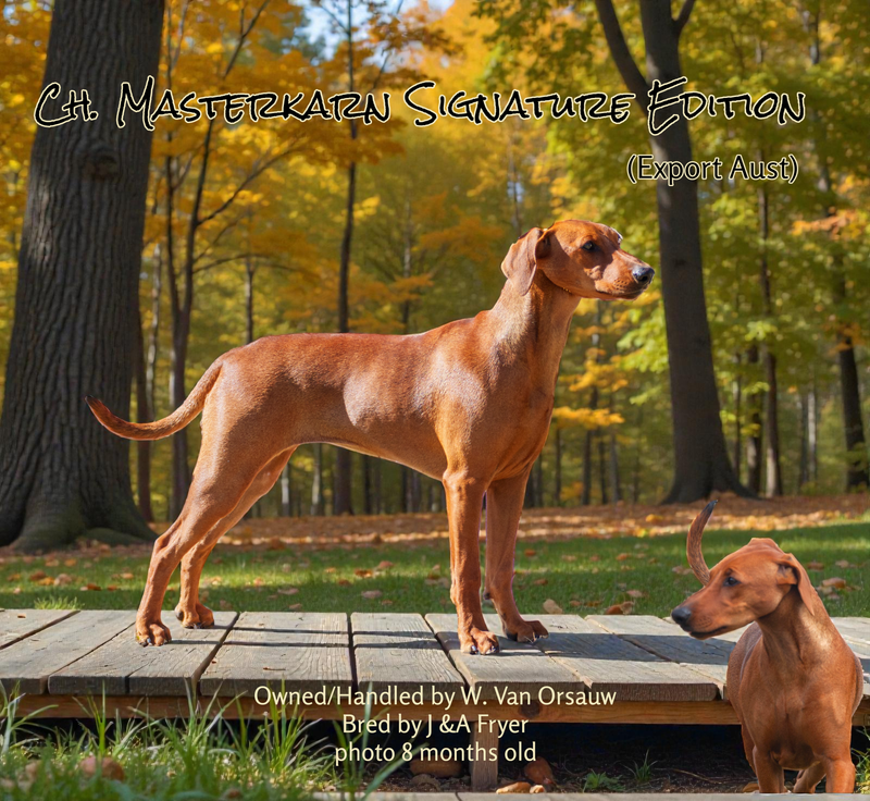 Au. Ch. Masterkarn Signature Edition (export NZ)