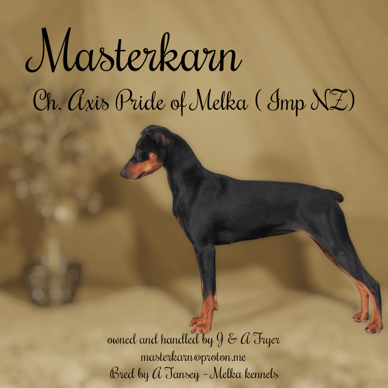 Au. Ch. Axis Pride of Melka (Imp NZ)