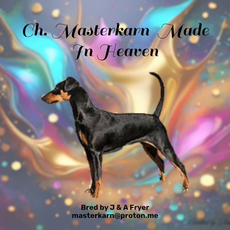Au. Ch. Masterkarn Made In Heaven