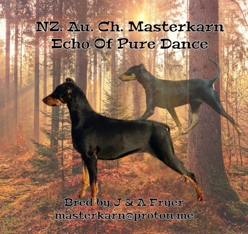 Au. NZ. Ch. Masterkarn Echo of Pure Dance