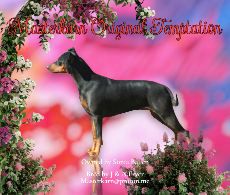 Masterkarn Original Design