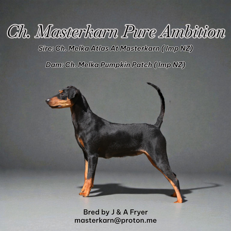 Ch. Masterkarn Pure Ambition