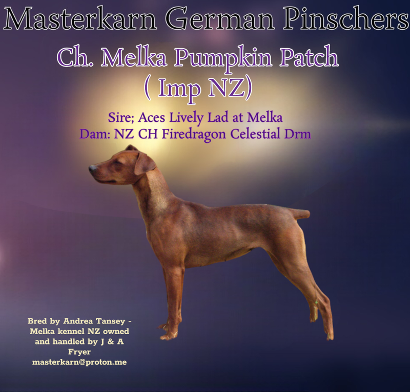 Ch. Melka Pumpkin Patch at Masterkarn (Imp NZ)