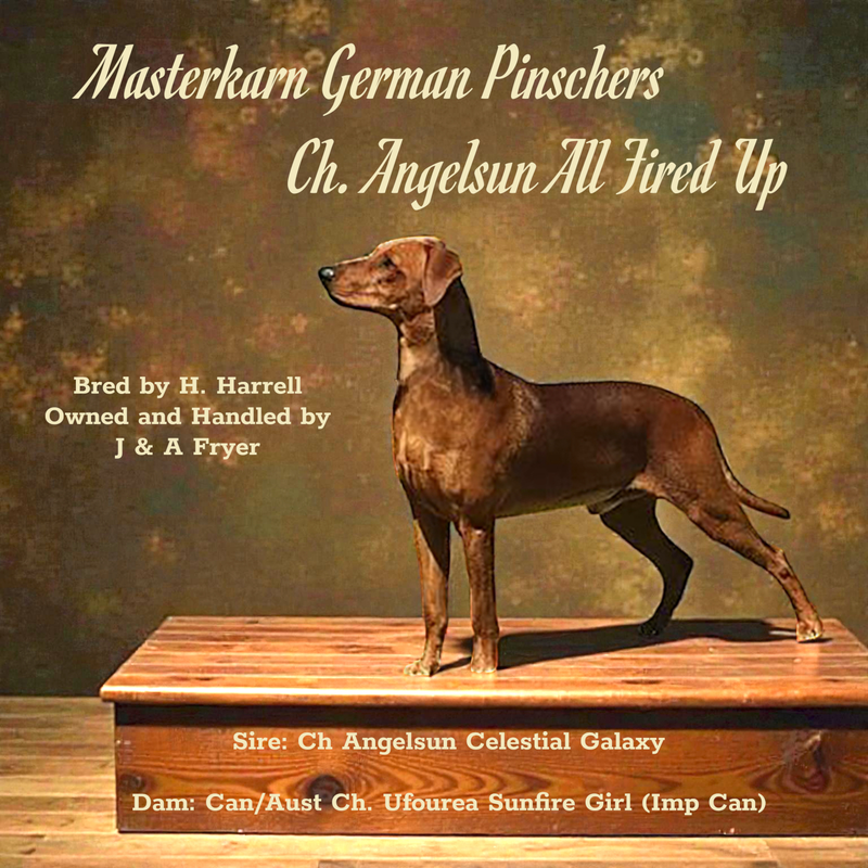 Ch Angelsun All Fired Up