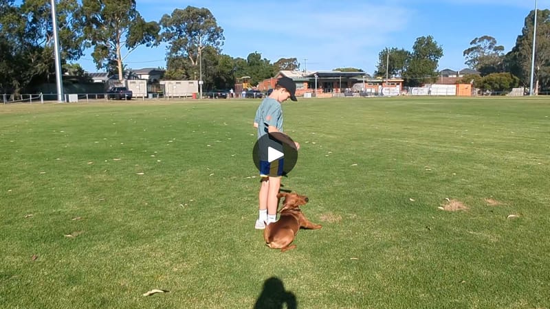 Deebo - The german pinscher in training thumbnail