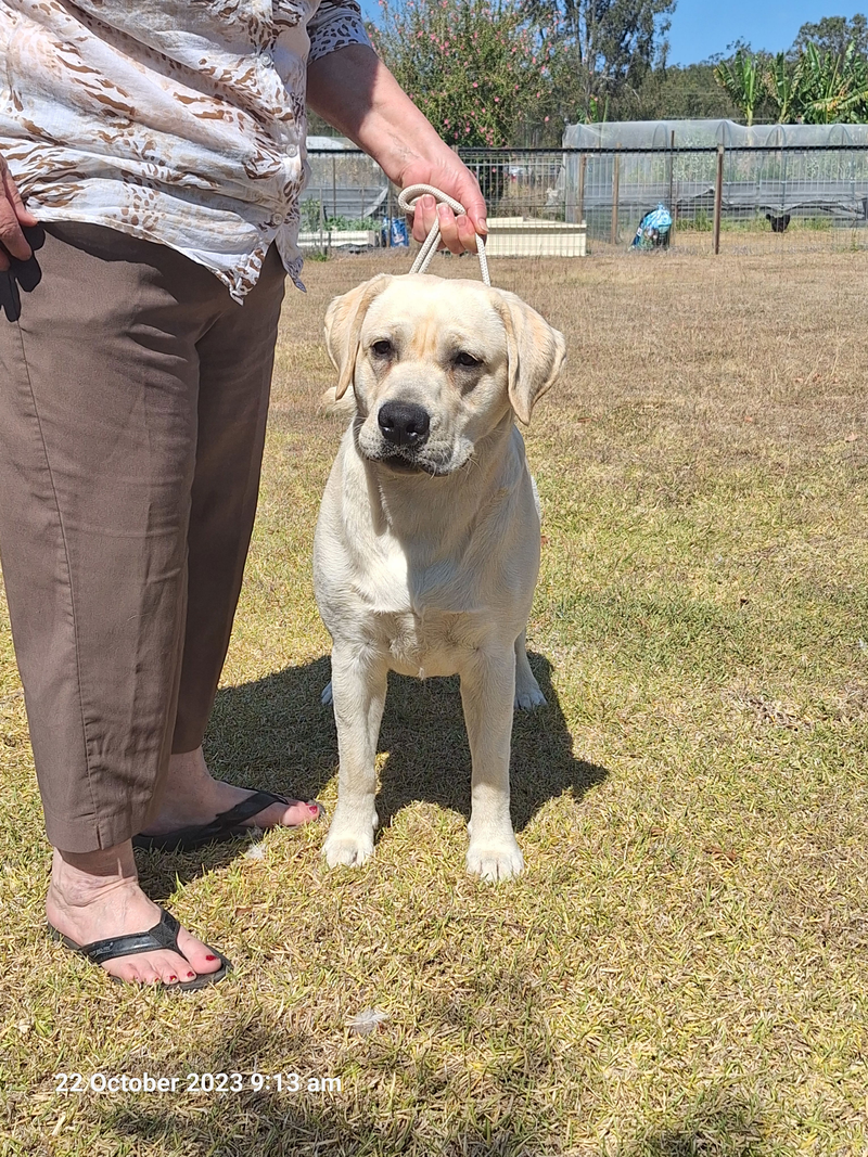 LABRADORS