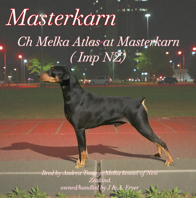 Ch. Melka Atlas at Masterkarn (Imp NZ)