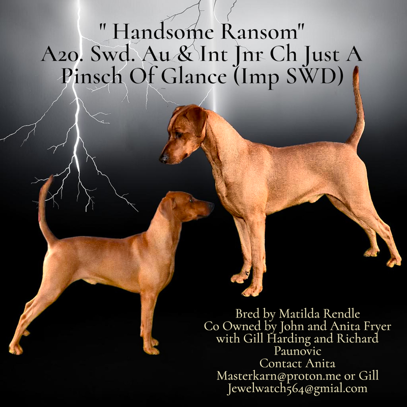 International Junior Ch. Aust. Ch. Swedish Ch. Just A Pinsch of Glance (Imp SWD)