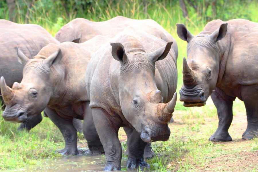 Ziwa Rhino Sanctuary