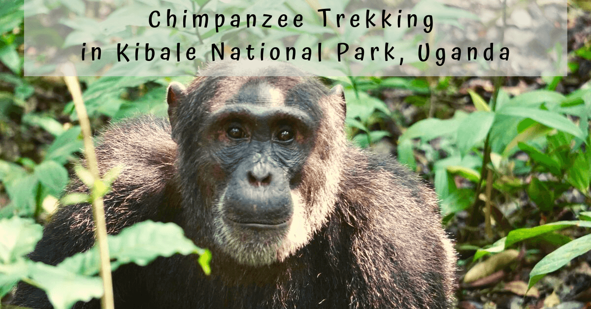 Chimpanzee tracking in Kibale national park