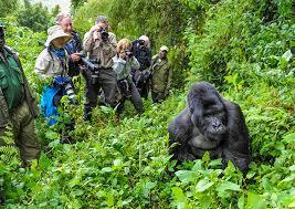 Gorilla trekking in Bwindi impenetrable forest