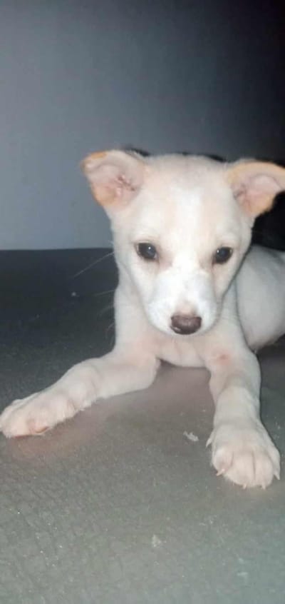 The Freeline Dog Rescue Project...