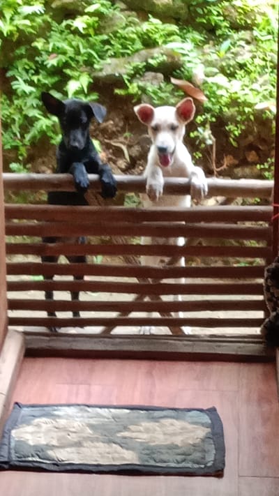 Freeline fm presents an intro to our doggy rescue project....