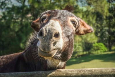 Disbedience to God....