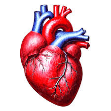 The Most Prolific Serial Killer in the Western World... Cardiovascular Disease.