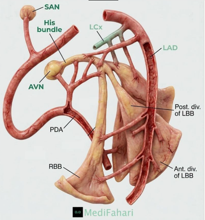 The Smoke-Induced Arteriogenic Blockade: Deconstructing the Epigenetic and Hemodynamic Failure of the Nicotinic Vascular Tree
