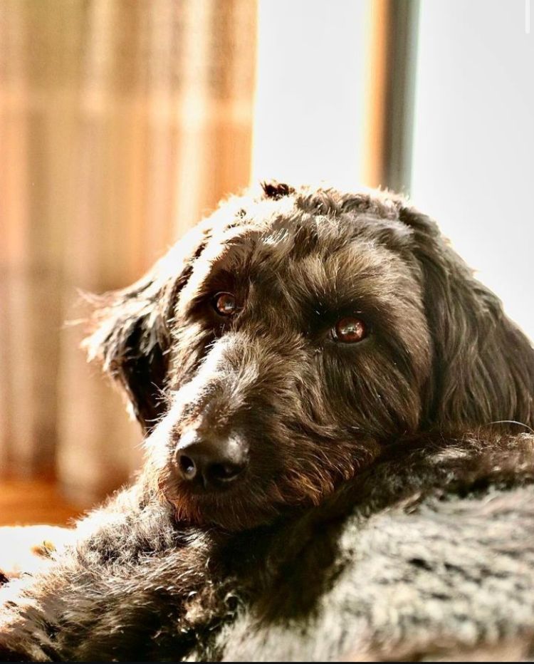 Josie