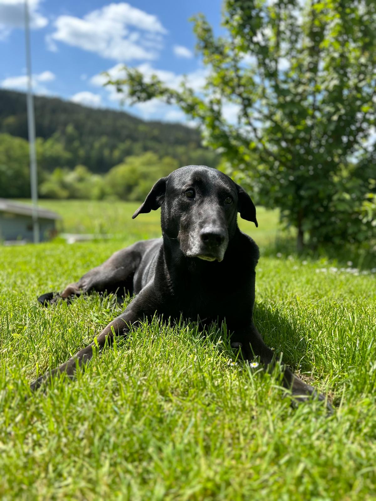 Murphy
