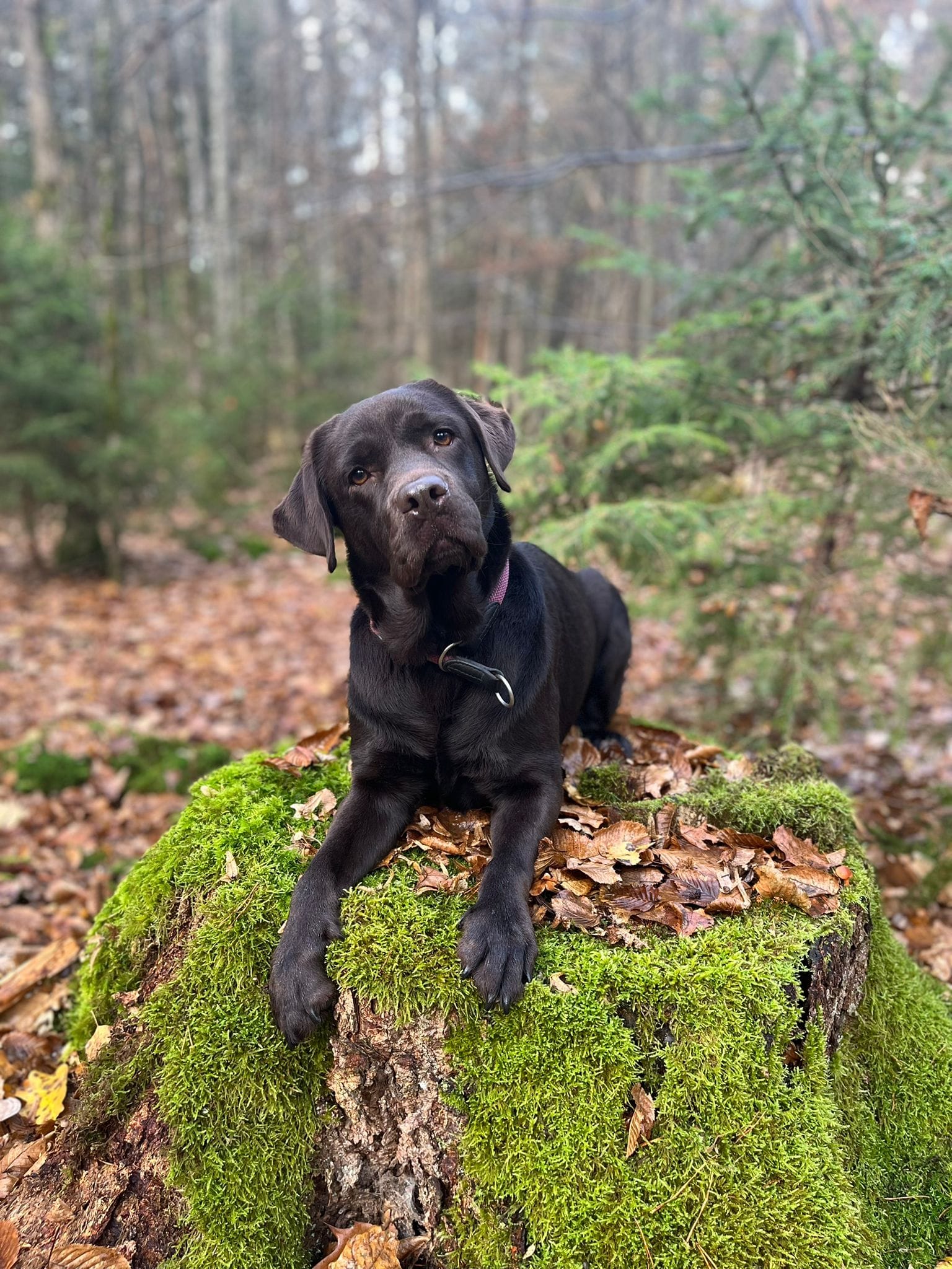 Lilli