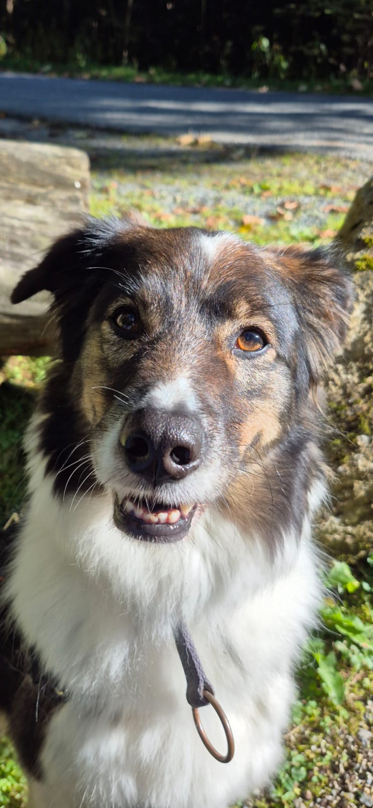 Maja