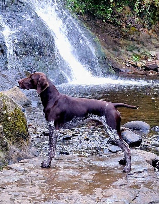 CH, IR CH, Jsy CH Quintana Diamond Dust At Friarsbelle