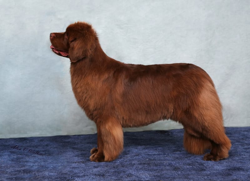 CH, JSY CH Zentaur This Is Jam Hot JW SHcEX OSW