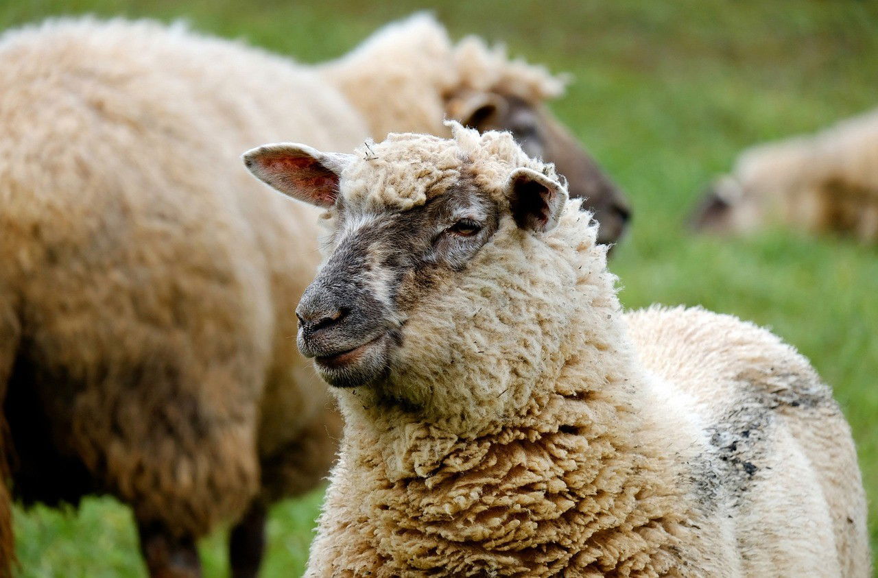 PRODUCTOS DE LECHE ACIDIFICADA DE OVEJA