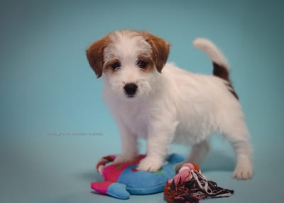 СОВЕТЫ ПО УХОДУ ЗА ЩЕНКОМ