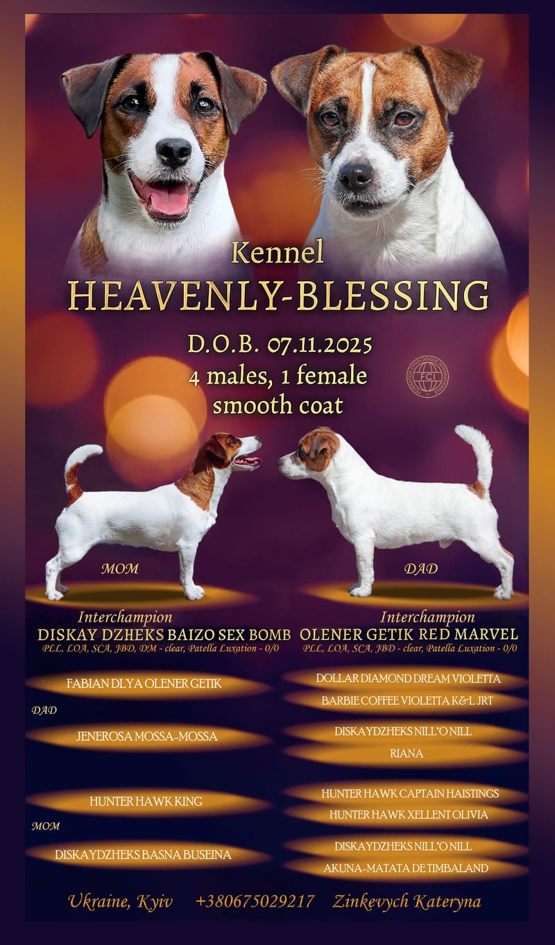 ЦУЦЕНЯТА ДЖЕК РАССЕЛ ТЕР'ЄРА 07.11.2025