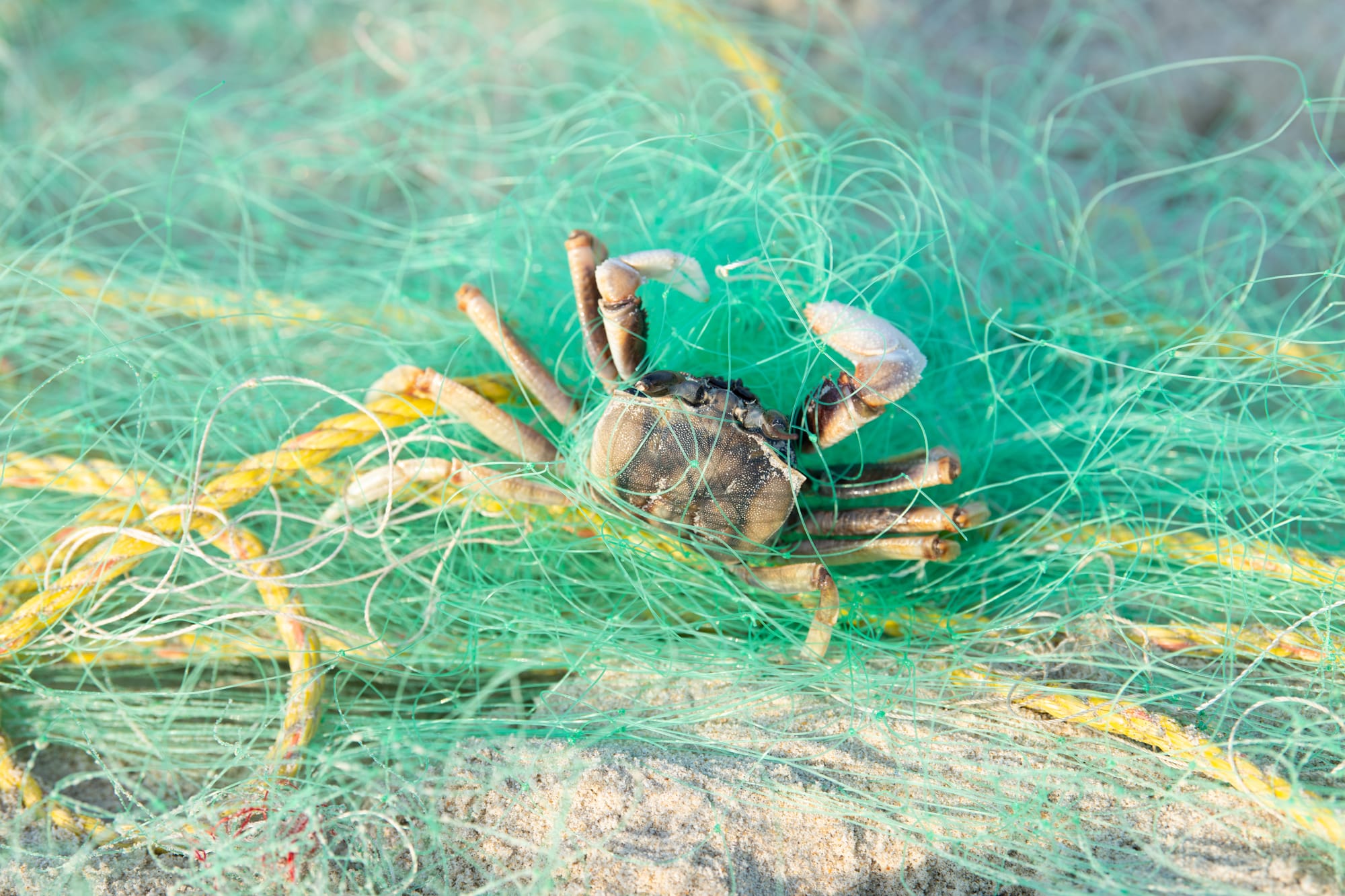 ההשפעה של תעשיית SEA OF LIFE על בוץ ים המלח