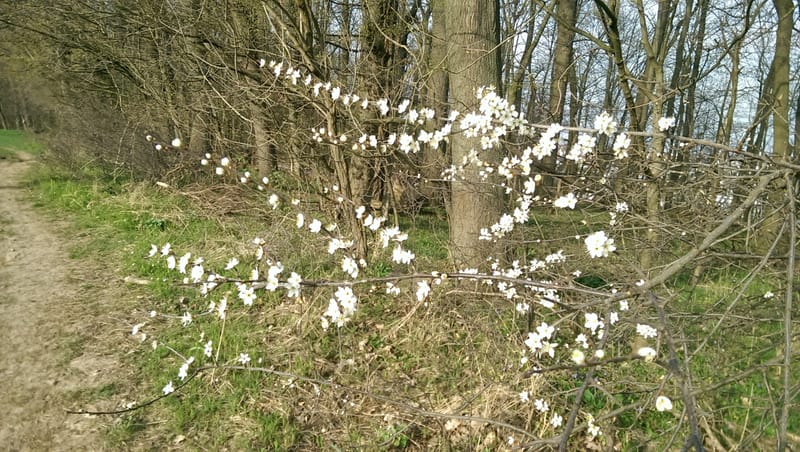 Vortrag mit Brigitte Dönges - Frequenzen Diagnose,- und Behandlungsmöglichkeiten für Mensch und Tier -