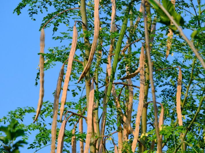 ديالى تطلق مبادرة "المورينجا": الأولى من نوعها في العراق