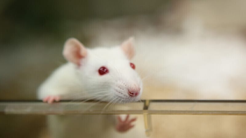 "إنسان حقيقي".. تصميم أول نموذج فأر مزود بجهاز مناعة بشري